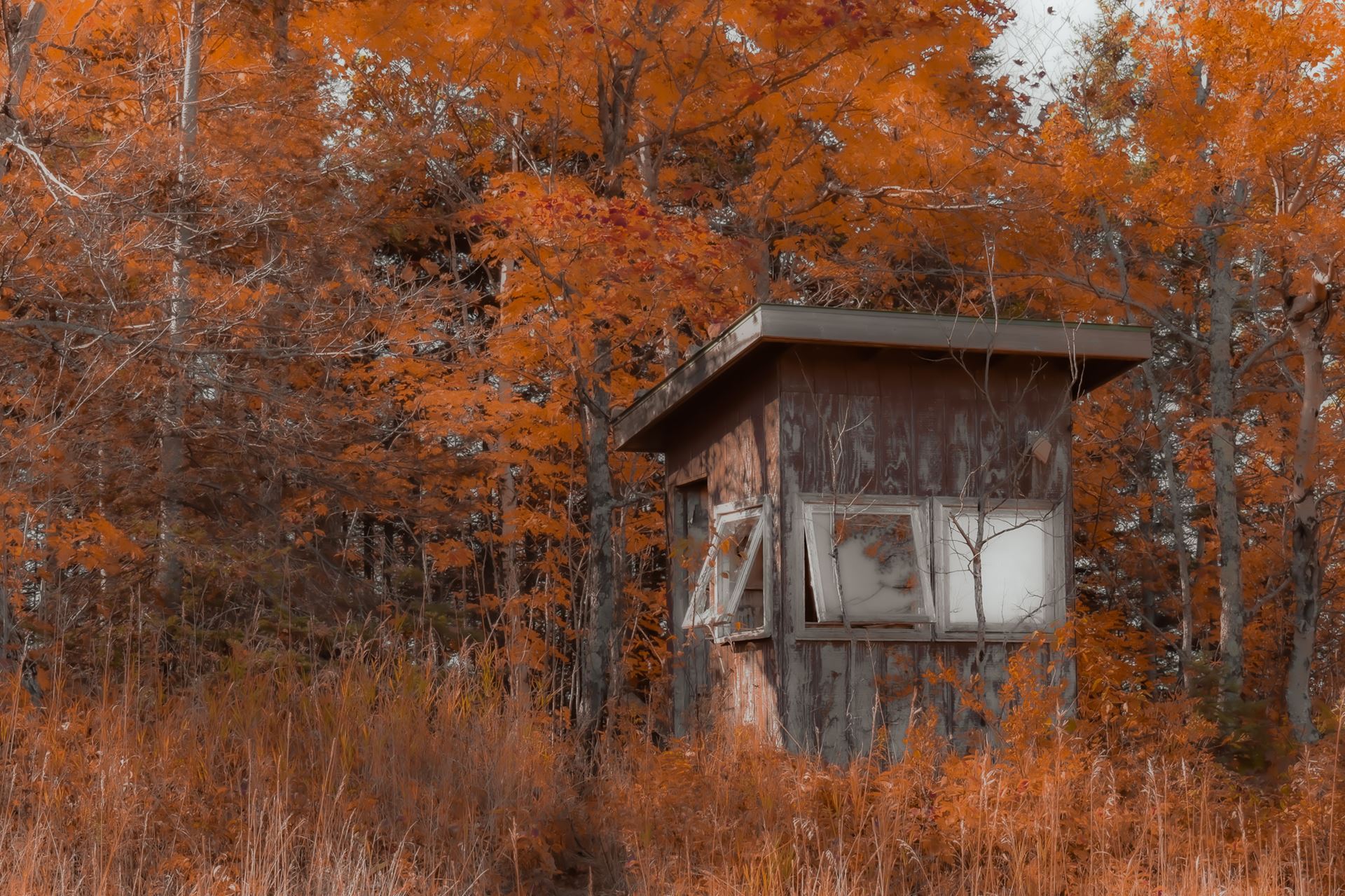 Small building exterior in forest with orange foliage. Noah Uphus, “Hallucinations”